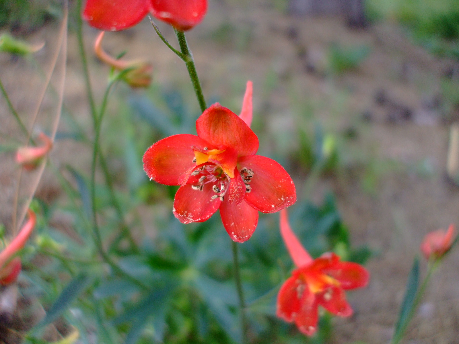 Delphinium cardinale